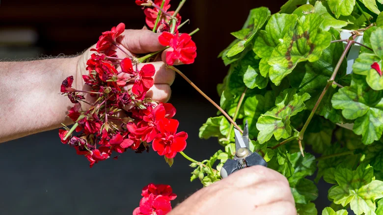 How And When To Deadhead Your Geraniums