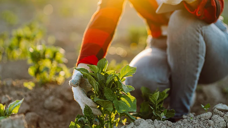 How And When To Fertilize Growing Potatoes (& One Big Mistake To Avoid)