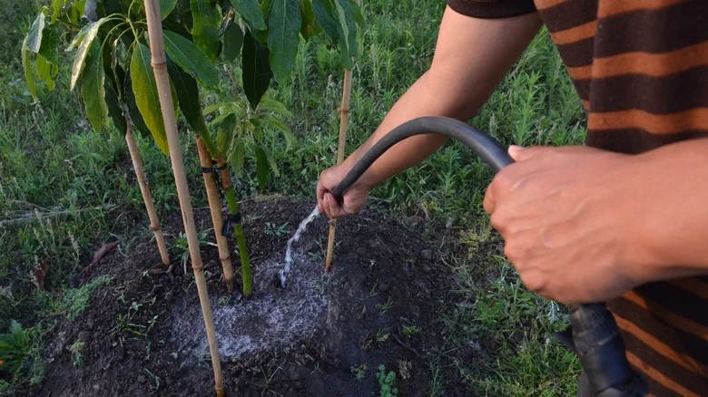 How And When To Fertilize Your Avocado Tree