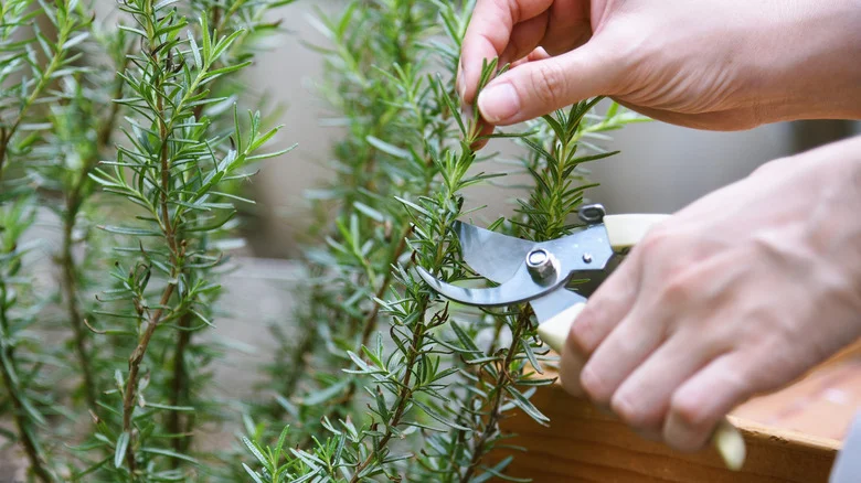 How And When To Harvest Rosemary For The Best Flavor