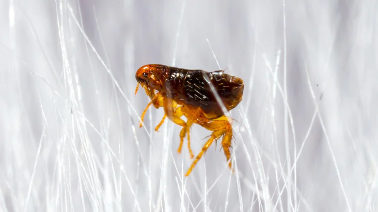 How Building A Simple Fence Can Keep Your Lawn Flea-Free