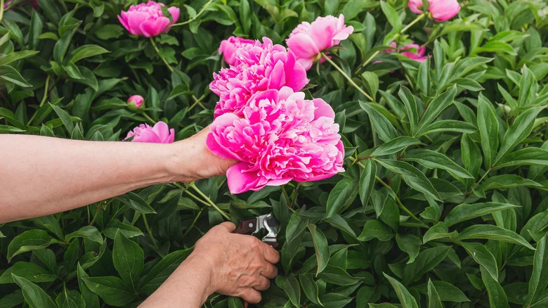 How Can You Cut Back A Peony Plant?