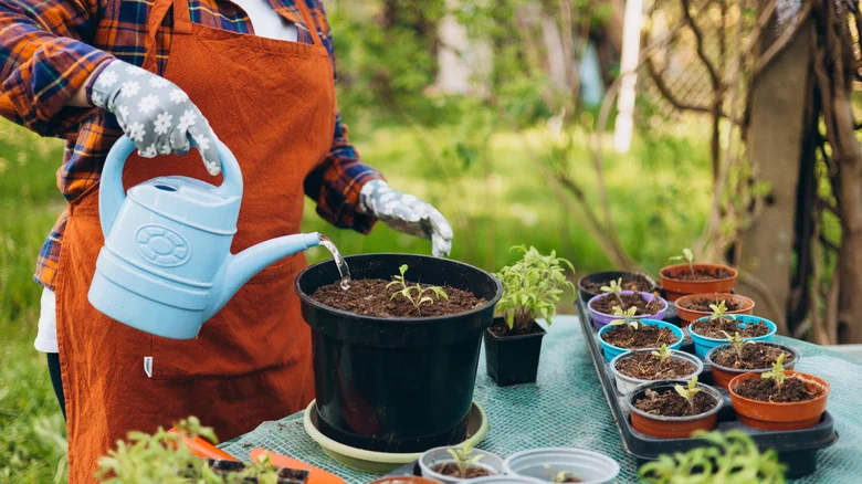 How Crop Rotation Can Help You Reuse Potting Soil Effectively