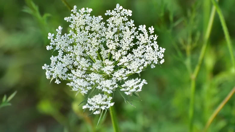 How Dangerous Is Queen Anne’s Lace? Here Are The Uncomfortable Details