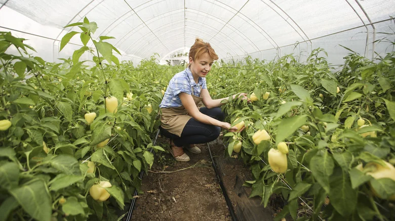 How Far Should You Space Out Peppers In Your Garden?