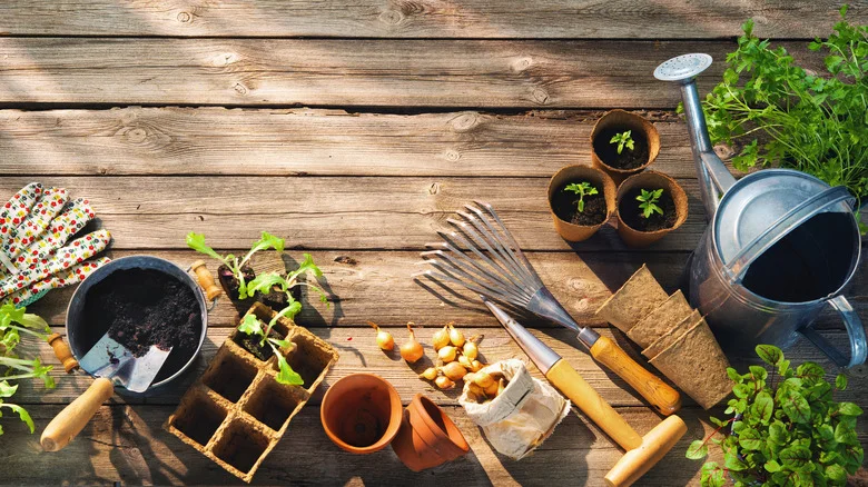 How Hydrogen Peroxide Can Breathe New Life Into Your Beloved Garden Tools