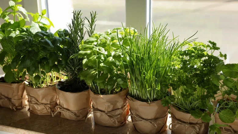 How Joanna Gaines Turns Potted Herbs Into Beautiful Kitchen Wall Art