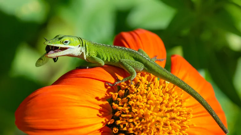 How Lizards Really Affect Your Garden (And How Hot Sauce Could Get Rid Of Them)