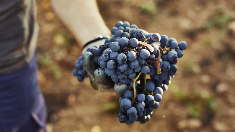 How Long It Would Actually Take To Grow Grapes From Seeds