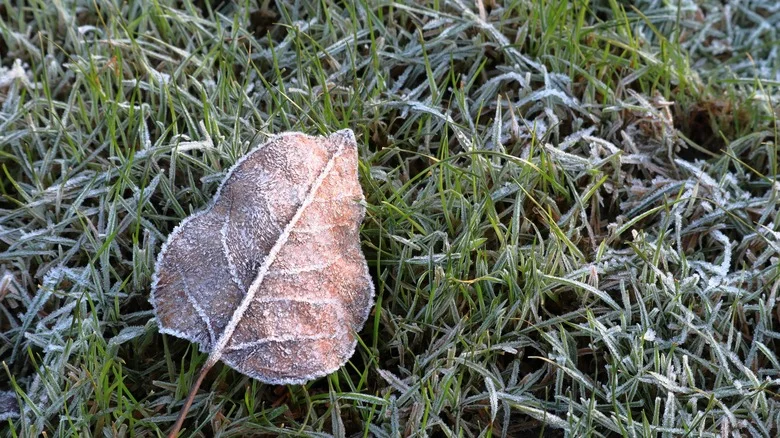 How Low Should You Cut Your Grass Before Winter?
