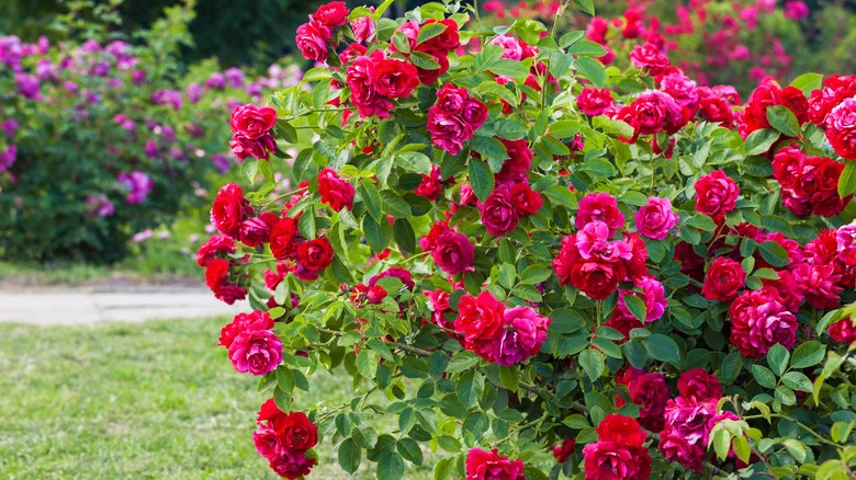 How Milk Can Keep Your Roses Healthy