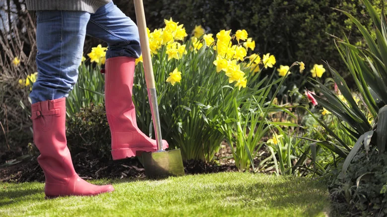 How Much Space Do You Need Between Daffodils, From House Digest’s Professional Gardener