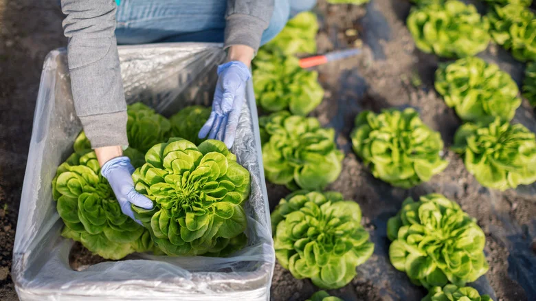 How Much Sunlight Does A Lettuce Plant Actually Need?