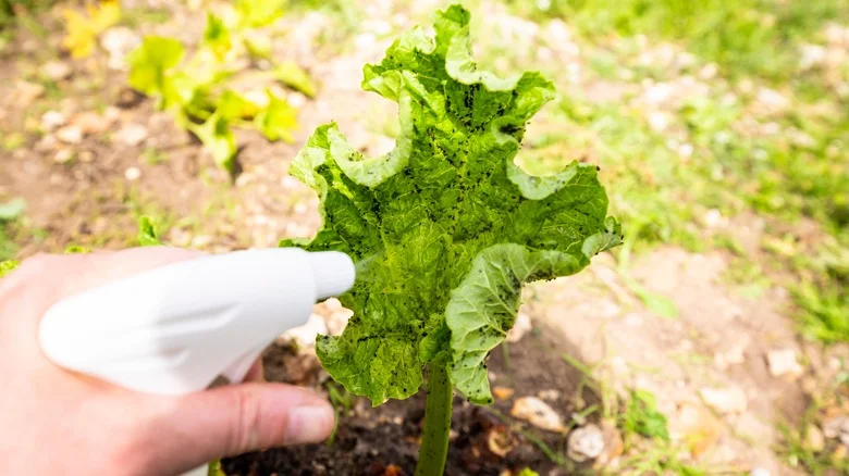 How Neem Oil Affects 10 Common Home And Garden Pests