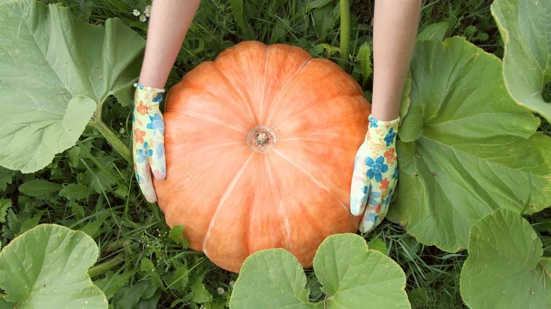 How Often Should You Be Watering Pumpkins In Your Garden?