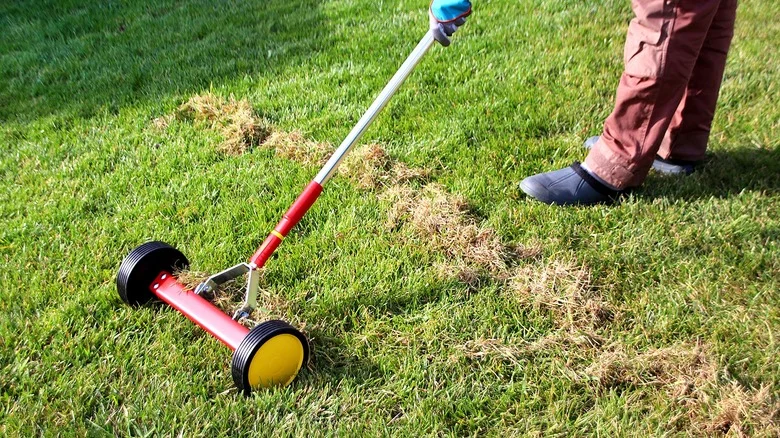 How Often Should You Dethatch Your Lawn?