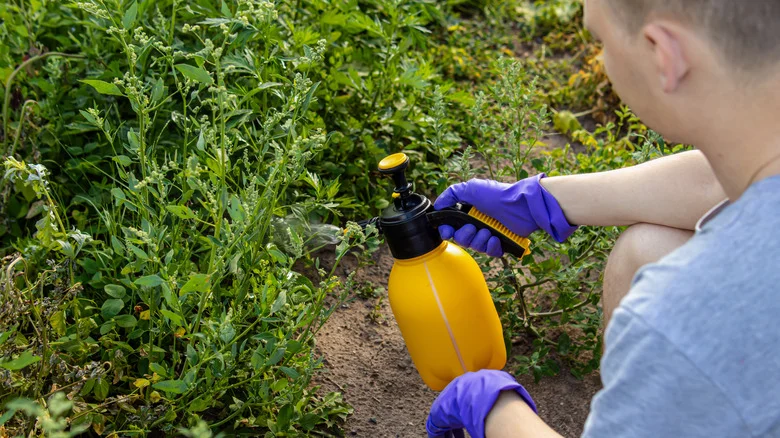 How Overspraying Weeds Can Create A Bigger Problem In Your Yard