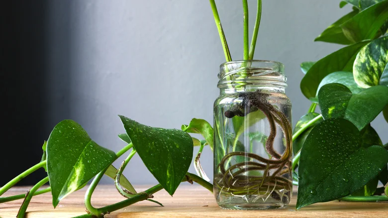 How Paint & Aluminum Foil Can Help Your Root Sprouts Flourish