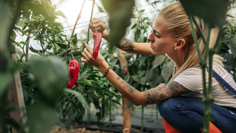 How Ratoon Cropping Can Benefit Your Vegetable Garden