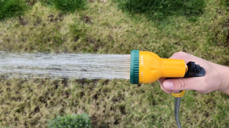 How Rusty Nails Can Actually Help Your Lawn