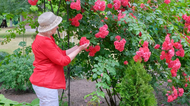 How To Add Color And Definition To An Outdoor Space With Living Rose ‘Doors’