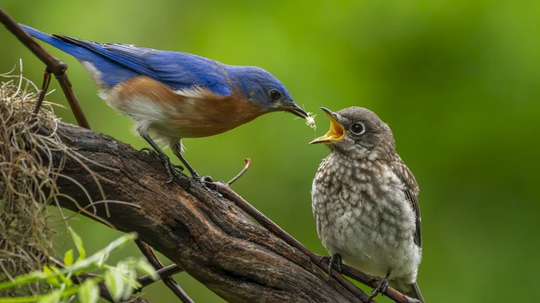 How To Attract Birds Based On What They Eat
