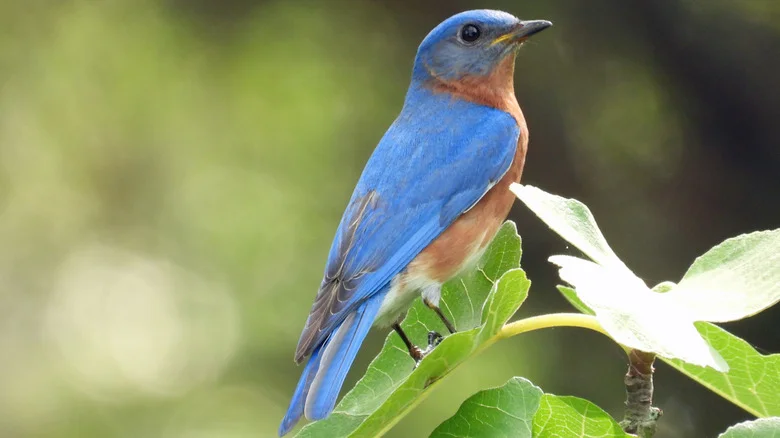 How To Attract Bluebirds With A Feeder Solution They’ll Love