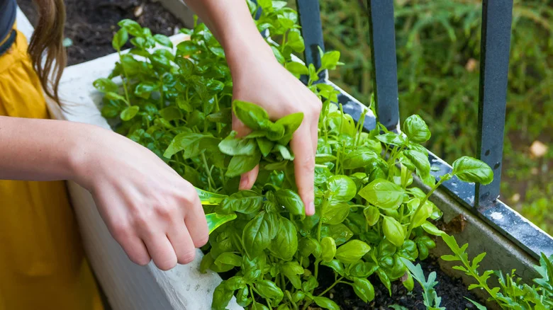 How To Avoid Frostbite When Freezing Your Garden’s Extra Herbs