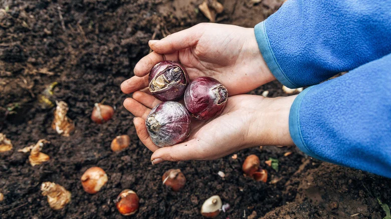 How To Avoid Hyacinth Bulbs From Being Destroyed By Mold