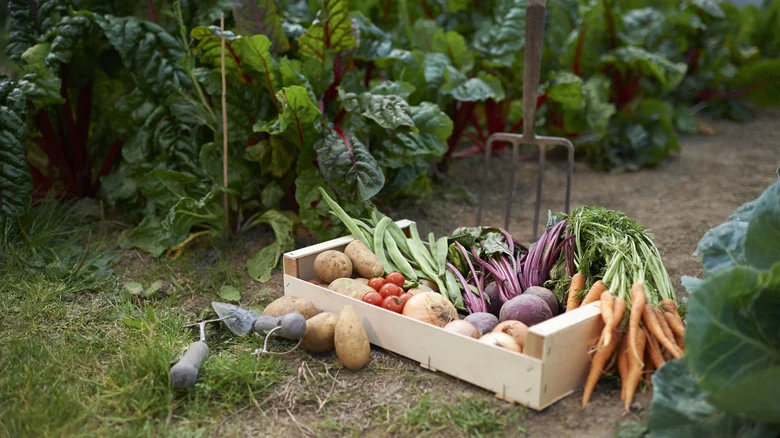 How To Bring The Homesteading Trend Indoors – No Backyard Needed