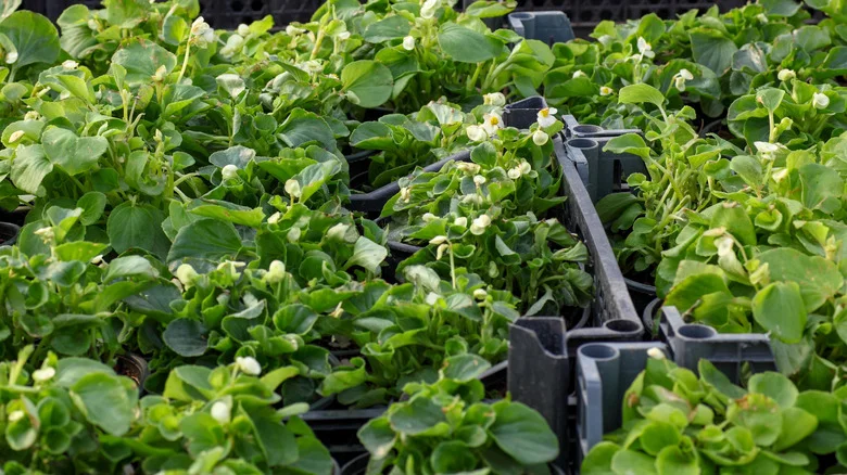 How To Build An Affordable Garden Anywhere Using Only Milk Crates