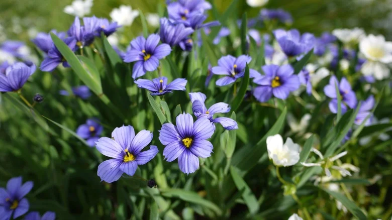 How To Care For Blue-Eyed Grass To Ensure Continuous, Colorful Blooms