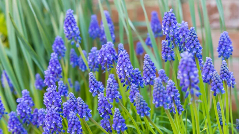How To Care For Muscari Flower