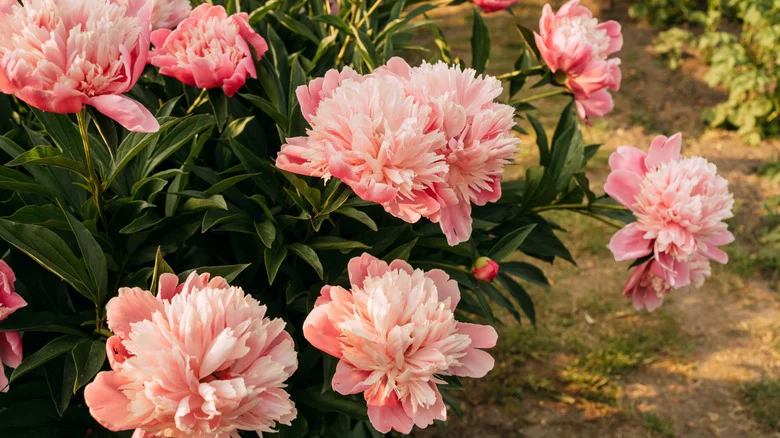 How To Care For Peony Plants In Fall For Big Blooms In The Spring