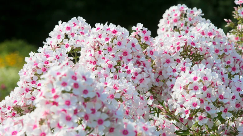 How To Care For Phlox Flowers