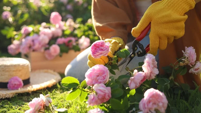 How To Care For Your Roses In The Fall To Prepare Them For Winter