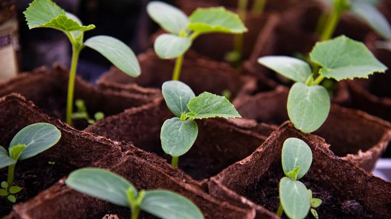 How To Choose The Best Fertilizer To Use On Your Young Seedlings