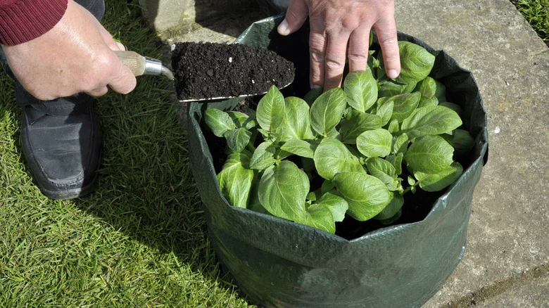 How To Clean And Reuse Grow Bags In The Garden
