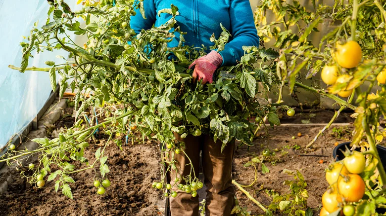 How To Clean Up Your Garden At The End Of Summer