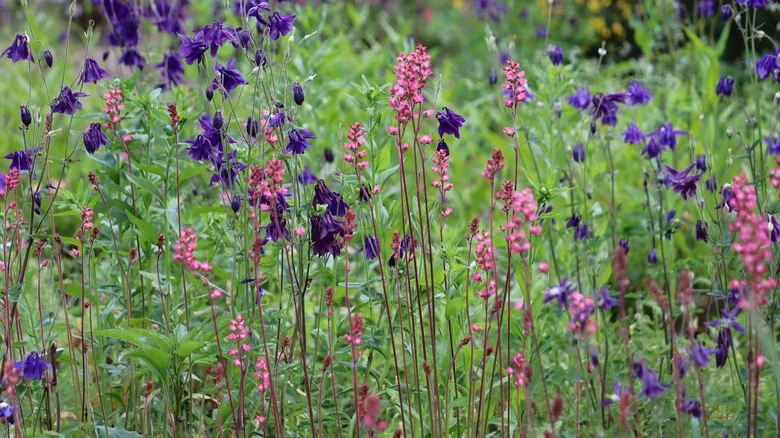 How To Cold Stratify Seeds For A Spring Garden Full Of Healthy Blooms