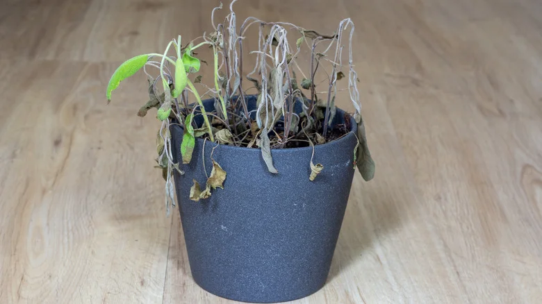 How To Combat Common Problems When Growing Sage For A Healthy, Happy Plant