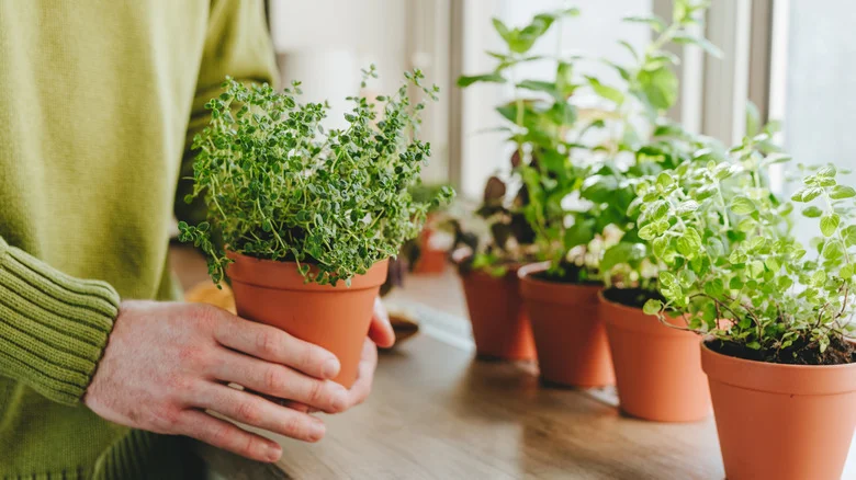 How To Container Garden Indoors In The Winter
