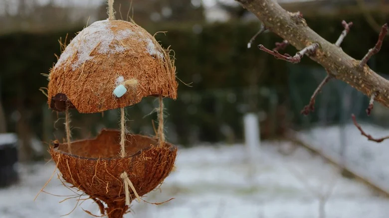 How To Create A Beautiful DIY Bird Feeder Out Of Coconut Shells