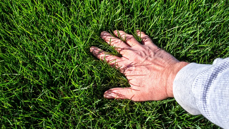 How To Create The Best Lawn Seed And Fertilizer Schedule For A Healthy Yard