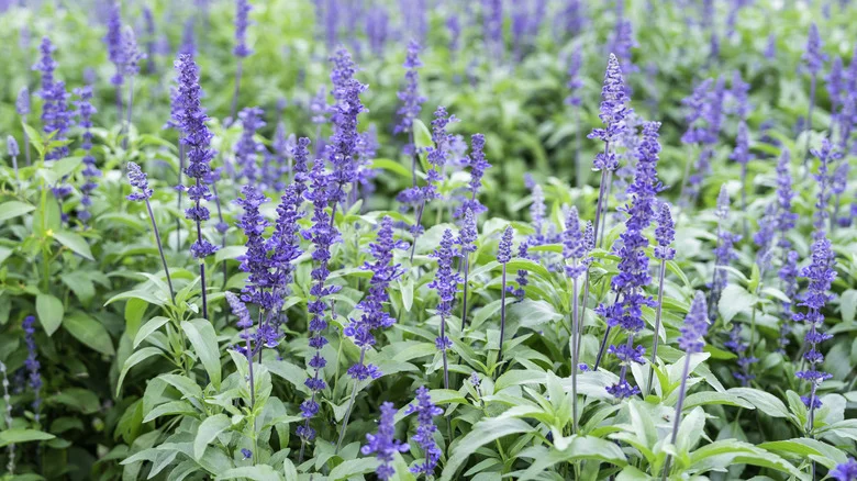 How To Deadhead Salvias In The Summer For Healthy Future Blooms