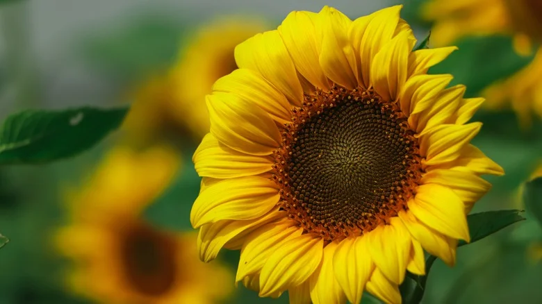 How To Deadhead Sunflowers After They Bloom