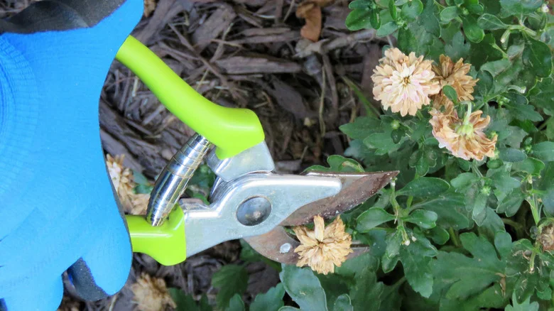 How To Deadhead Your Mums Like A Garden Pro (And When To Do It)