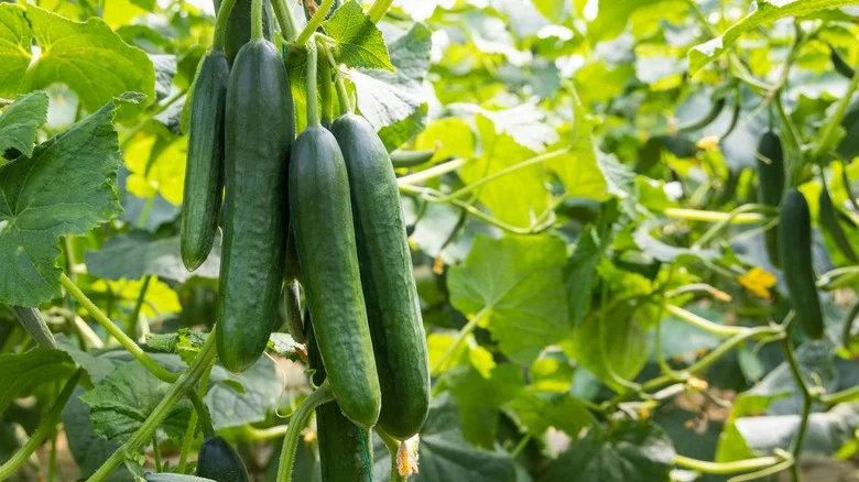 How To DIY A Bamboo Trellis That Is Perfect For Growing Cucumbers