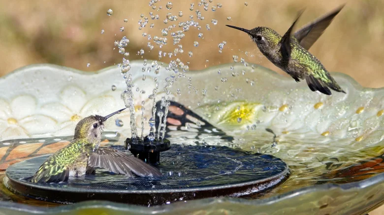 How To DIY A Colorful Rainbow Water Fountain Hummingbirds Will Love