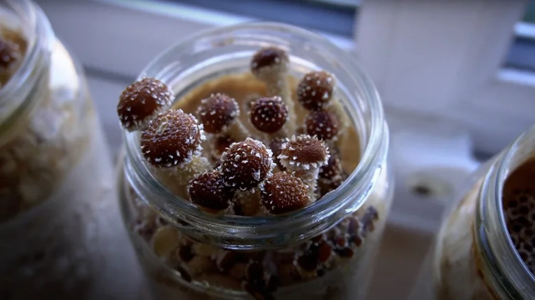 How To Easily Grow Mushrooms In A Glass Jar